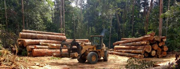 Best Tree Removal  in Magnolia, MS