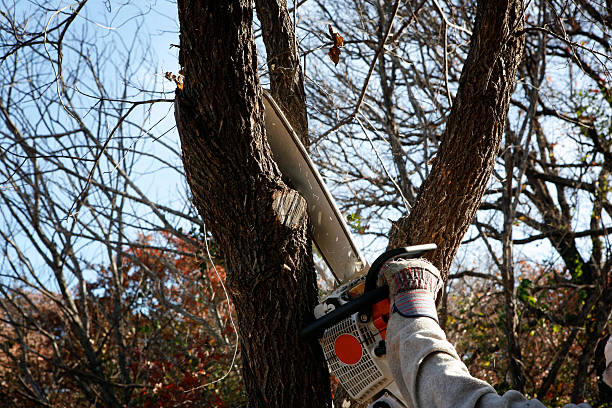 Best Firewood Processing and Delivery  in Magnolia, MS