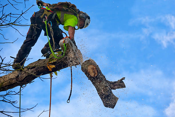 Best Palm Tree Trimming  in Magnolia, MS